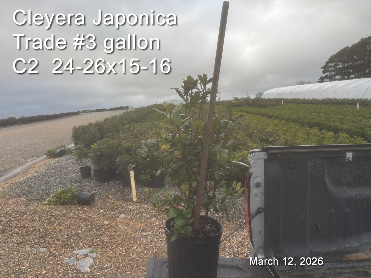 gallery/cley3t c2 mar12.jpg